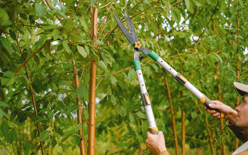 Tree trimming in Halfway, OR